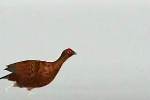 Famous Grouse - On Ice (Skateing)